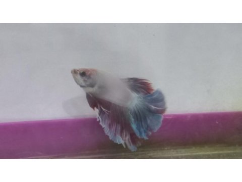 Betta balıkları 1 çift ve akvaryumu