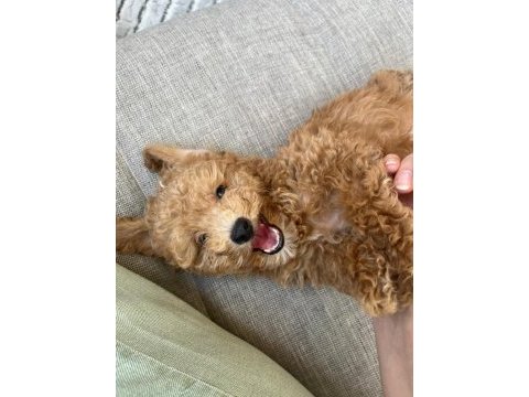 0 numara toy poodle 2 aylık erkek