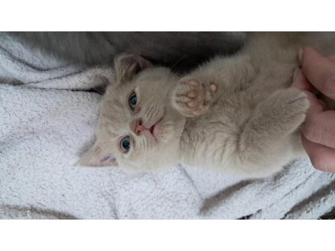 Sarı british shorthair yavrumuz