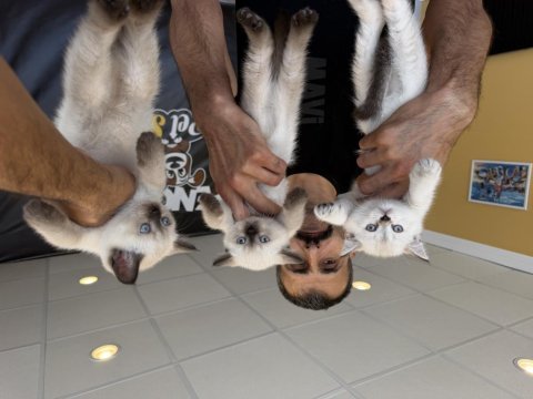 Renk renk brıtısh shorthaır yavrularımız ankara 