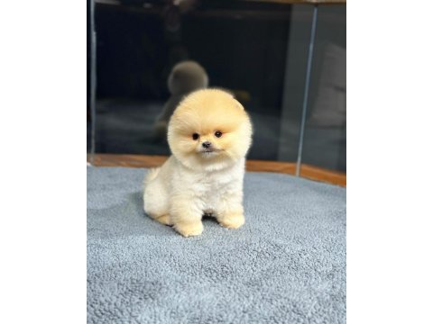 Ailenizin yeni üyesi pomeranian boo yavrularımız