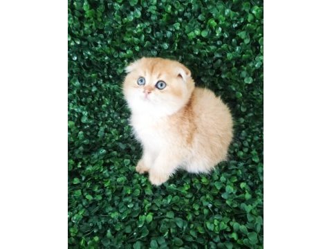 Ny12 scottish fold tombigim