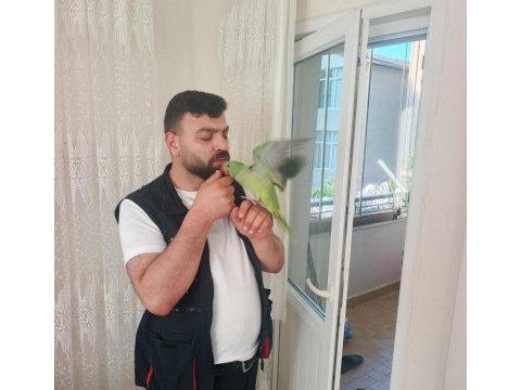 Yavru alex iskender papağanımız