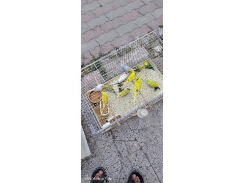 Yavru damızlık mevcut muhabbet kuşu