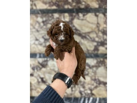 Red brown be color erkek poodle