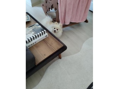 Sağlıklı oyuncu pomeranian boo