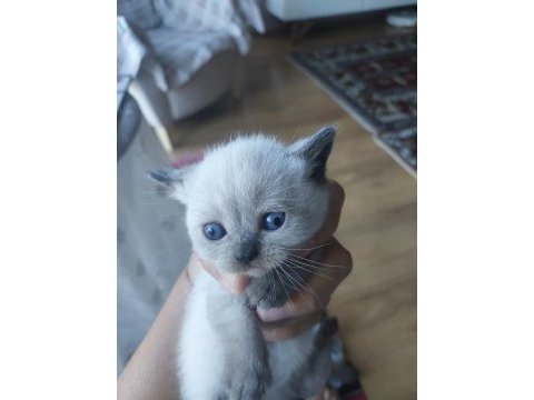 Tek erkek yavru kedimiz