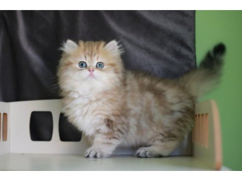 2,5 aylık british longhair erkek yavru