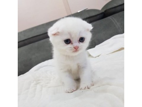 Scottish fold yavru dişi