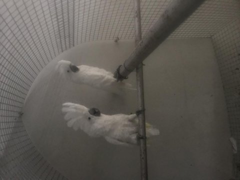 Kakadu umbrella çift dişi erkek