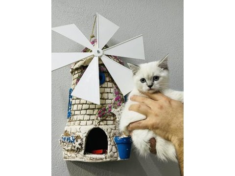 Safkan british shorthair bebekler