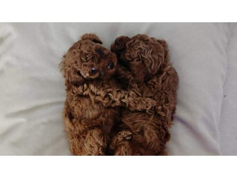 Poodle yavrularım yeni sahibini bekliyor