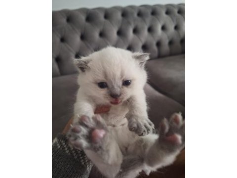 Yavru british shorthair