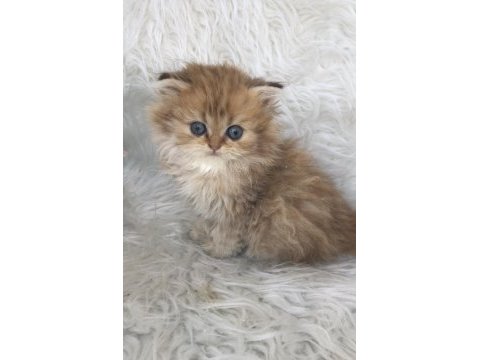 British longhair golden erkek yavrum