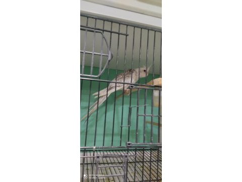Beta petshop sultan papağanı