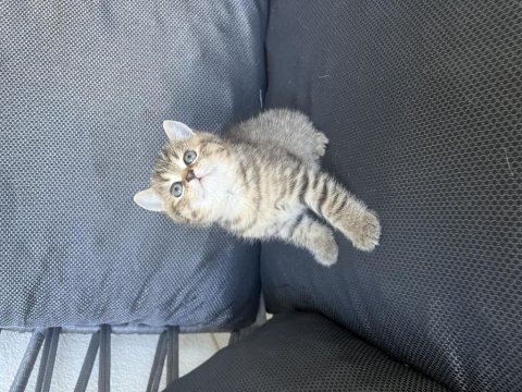 Oyuncu erkek bebek kedimiz teslime hazır