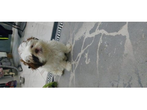 Shih tzu bebek