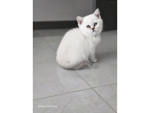 British shorthair yavrularımıza yuva arıyoruz