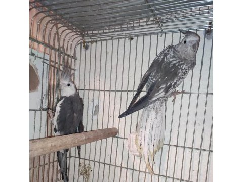 7 adet sultan papağanı ister tek ister toplu