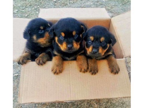 Orijinal safkan rottweiler yavruları
