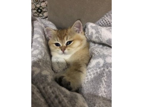 Şecereli dişi british shorthair