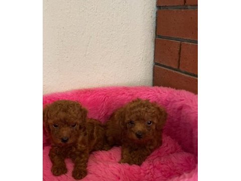 Kore toy poodle orjinal ev ortamında