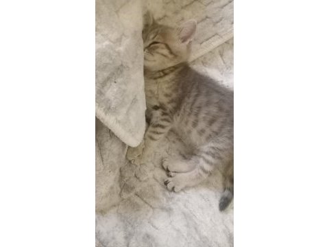 Kediler için yeni sahipler
