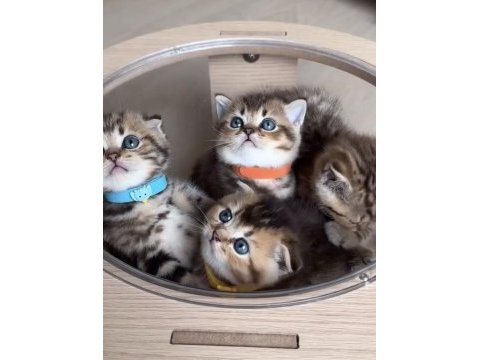 British shorthair & scottısh fold yavrularım 