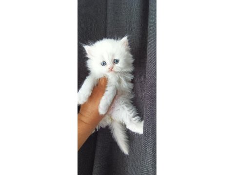 Süt beyaz mavi gözlü iran kedisi