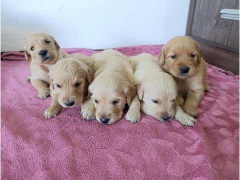 Saf kan golden retriever bebekler için geç kalmayın