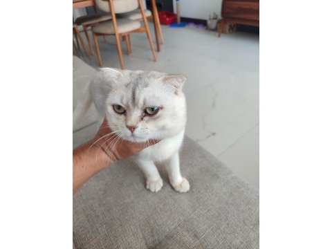 Acil scottish fold oğlum paşaya dişi aranıyor