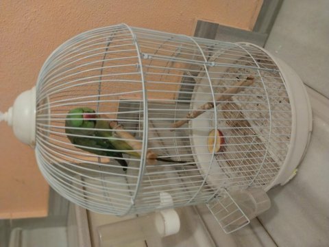 Erkek pakistan papağanı çok uysal çok neşeli