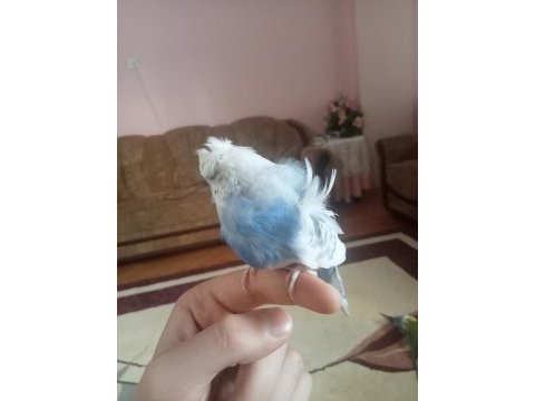 Japones dişi 1.5 yaşında ele alışkın muhabbet kuşu