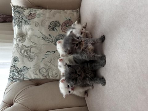 British longhair ve shorthair yavrular