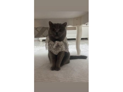 British shorthair dişi