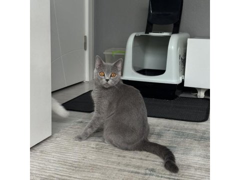 Ücretsiz sahiplendirme british shorthair dişi