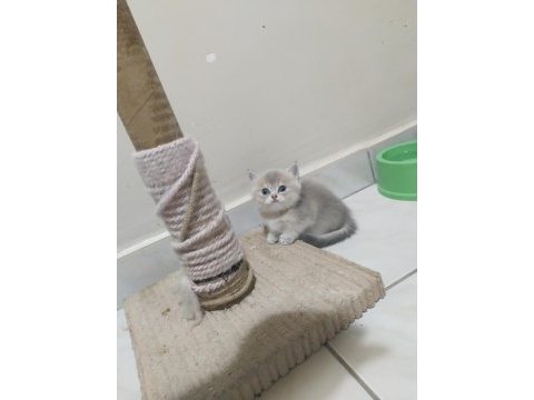 Safkan british shorthair yavrular