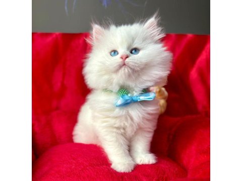 50 günlük british longhair cinsi erkek ve dişi yavrular