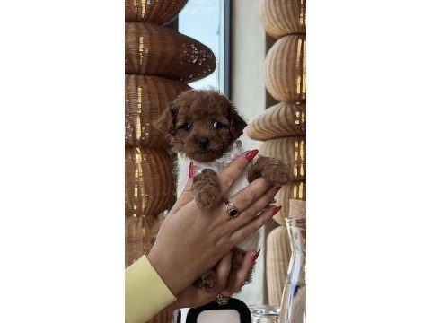 Toy poodle hazır ve rezerveye açık yavrular
