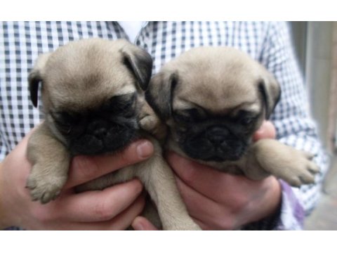 Mükemmel pug mops yavrularımız