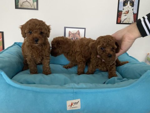 Ultra kalite red brown toy poodle yavrularımız