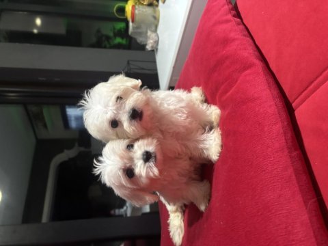Minyatür a kalite kore kan maltes terrier