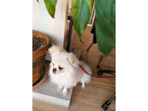 Pomeranian kızımıza yuva arıyoruz