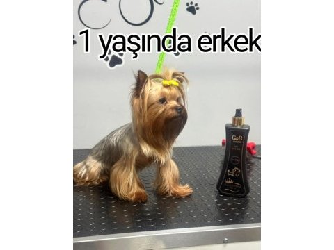 Orjinal şecereli baby face yorkshire yavrular