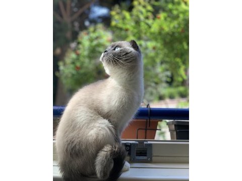 3 yasında scottish fold blue point