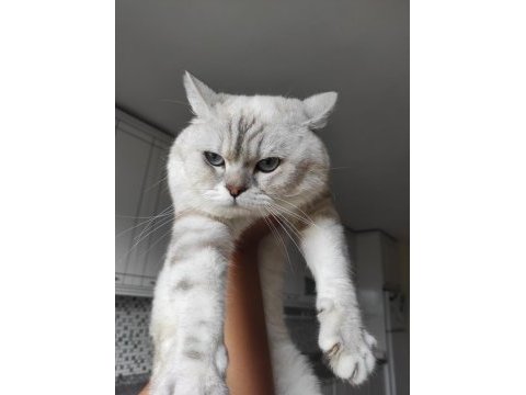 British shorthair kedimizi sahiplendirme