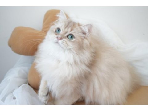 Safkan british longhair erkek yavru