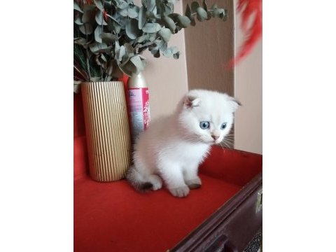 Scottish fold 55 günlük kedimiz