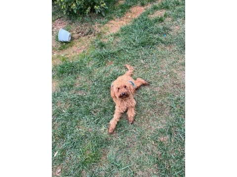1 yaşında erkek toy poodle