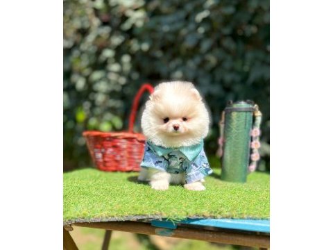 Pomeranian yavruları iki aylık